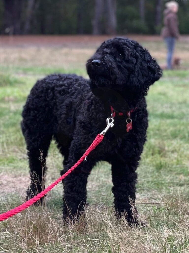 Betty Od Dvou Sosen "Bella"