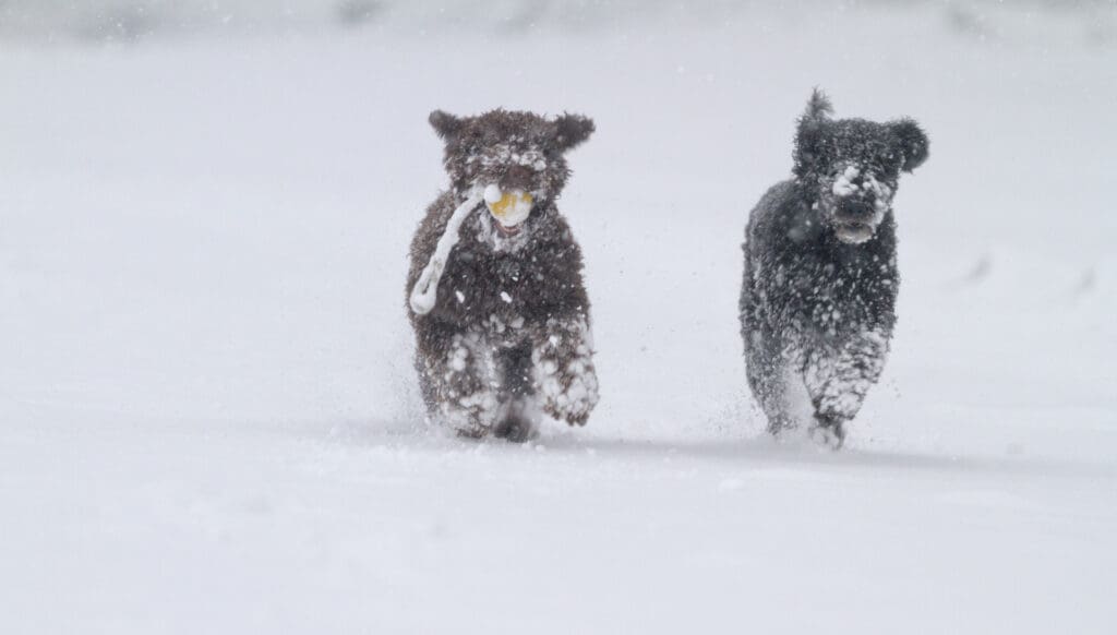 Verksamhetskonferens för styrelse och kommittéer