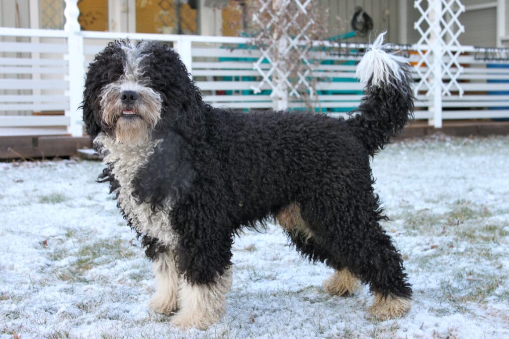 Ferdores Kapten Karim