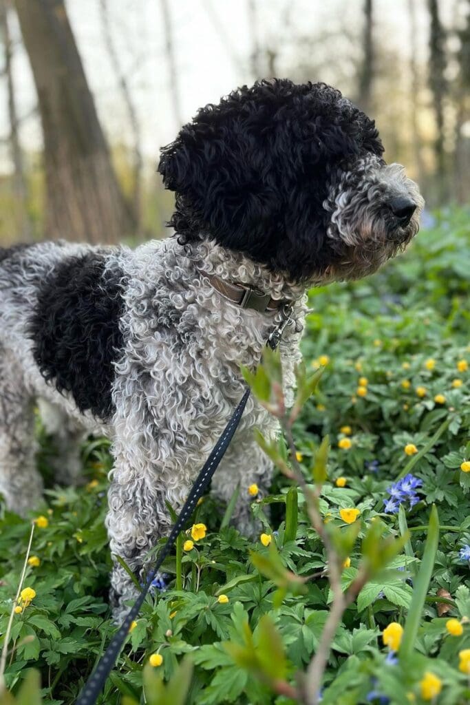 Aberlours Like A Prayer "Stina"