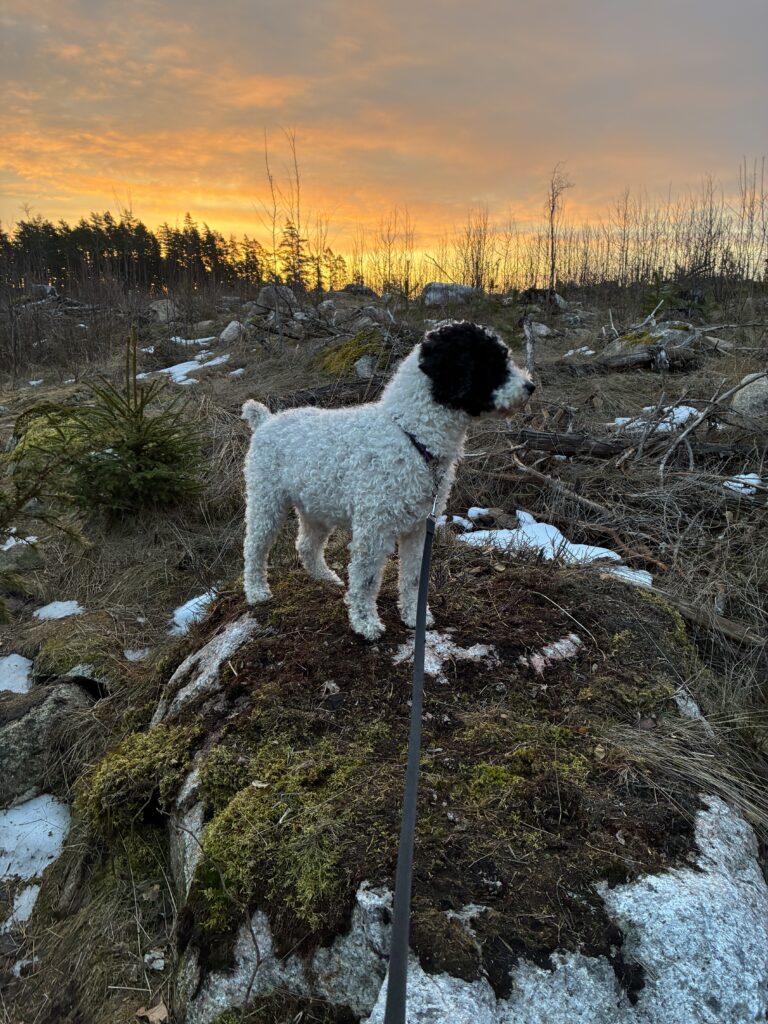Perrofjällvandring